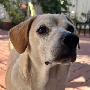 Meet your Posher, Joseph